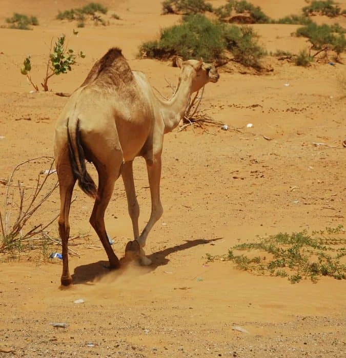 Ras-al-Khaimah City Tour 8 Hours From United Kingdom