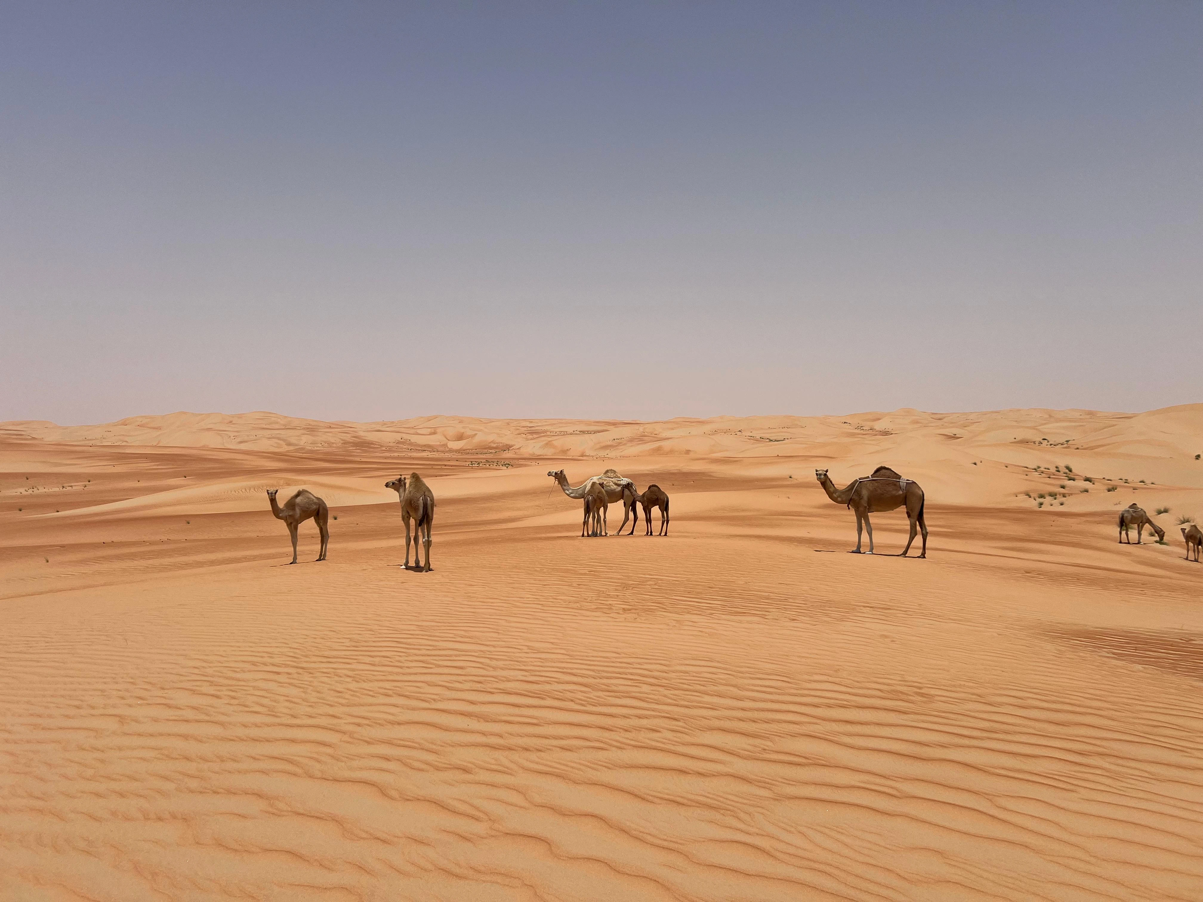 Liwa Overnight Camping Empty Quarter Experience From USA