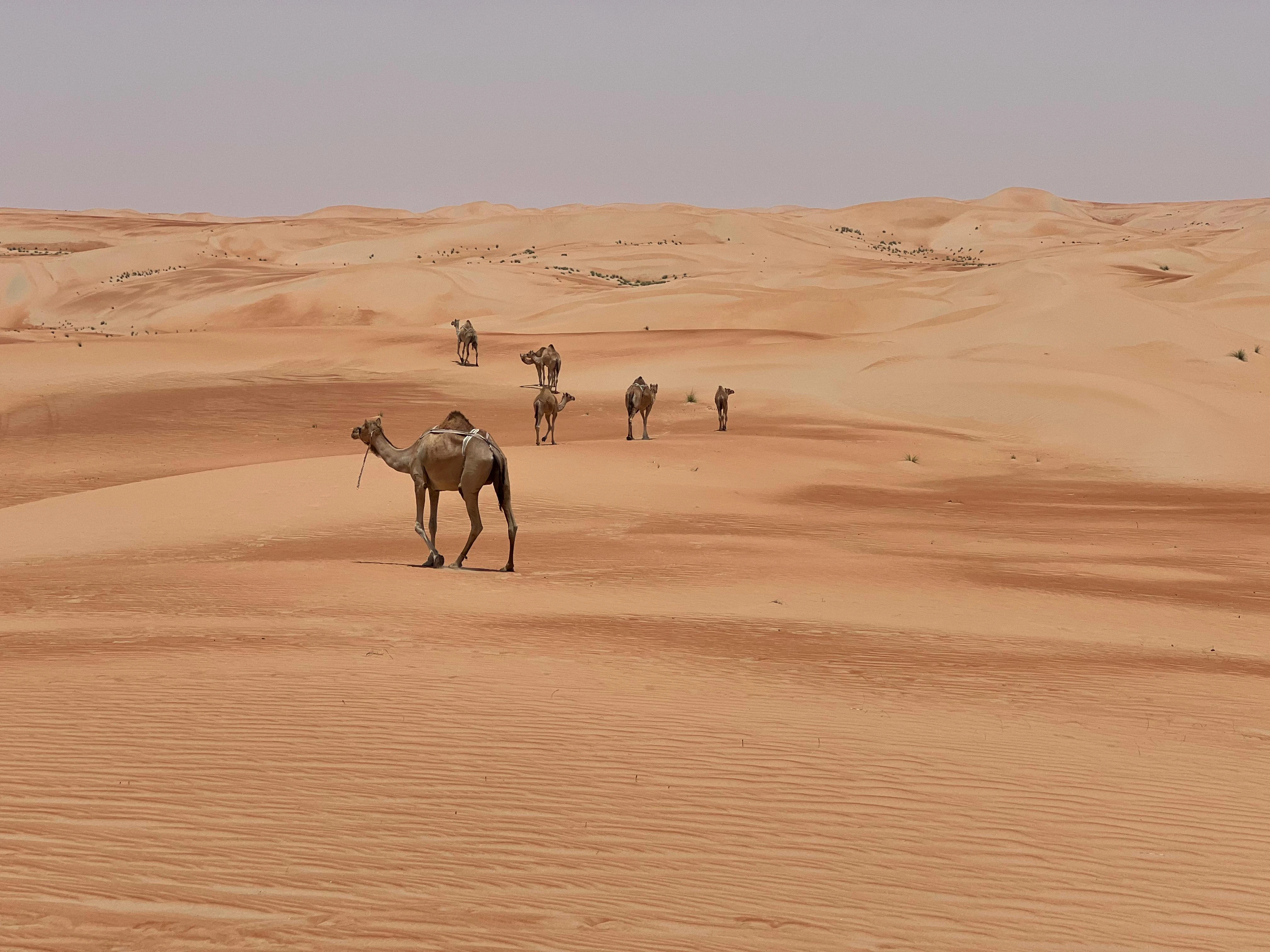 Liwa Desert Safari Tours from Russia (Full Day)