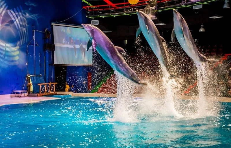 Fun and Entertainment at Dubai Dolphinarium