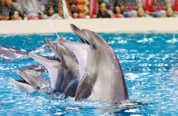 Fun and Entertainment at Dubai Dolphinarium
