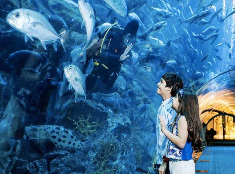 The Fascinating Dubai Aquarium | Travel Plan Dubai