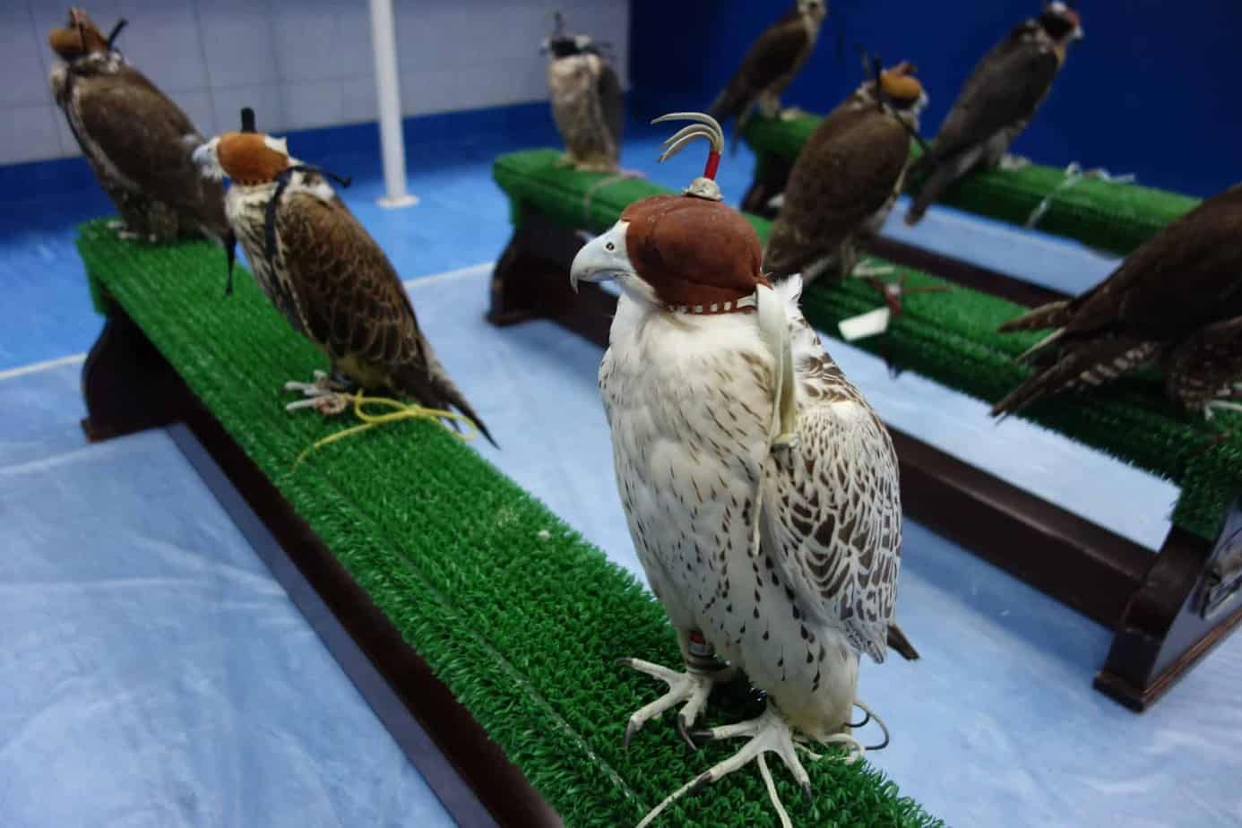 Falcon Treatment Session at the Hospital