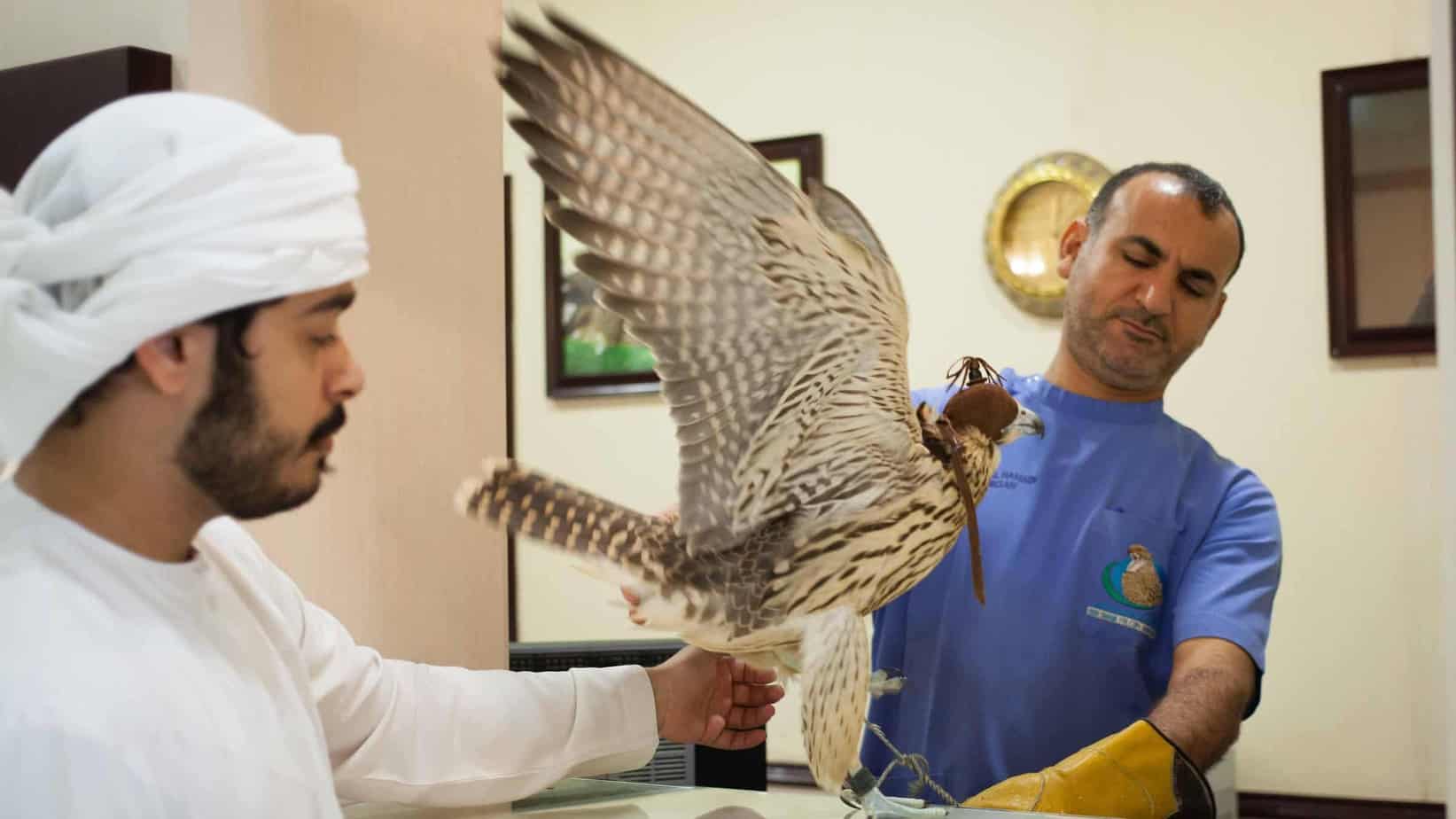 Doctors and Technicians Attending a Falcon