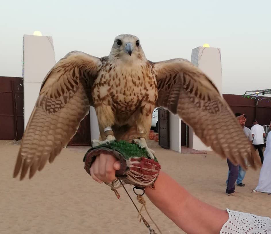 Falcon pic in Dubai Desert 